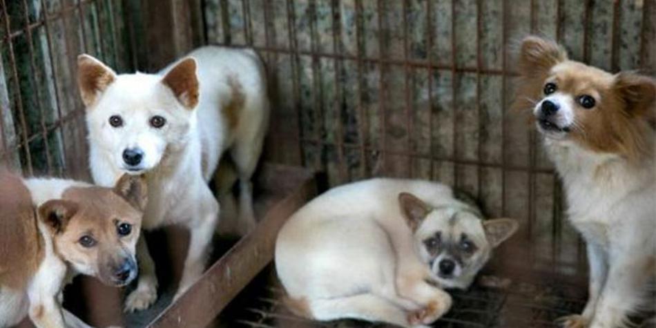 Se ha logrado clausurar cinco granjas de carne de perro y ha rescatado a 572 perros